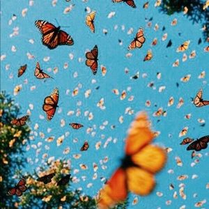 Meet your Posher, Sasha